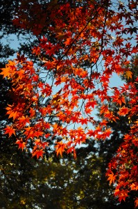紅葉