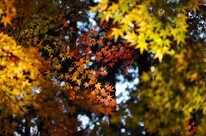 展覧山の紅葉