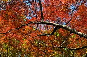 展覧山の紅葉